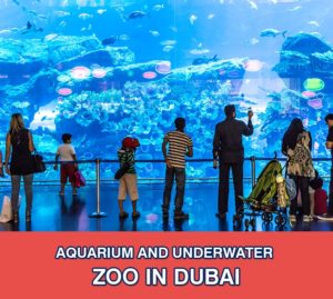 dubai Aquarium and underwater Zoo